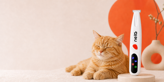 Pourquoi mon chat a des nœuds ? Causes et prévention | Nelo
