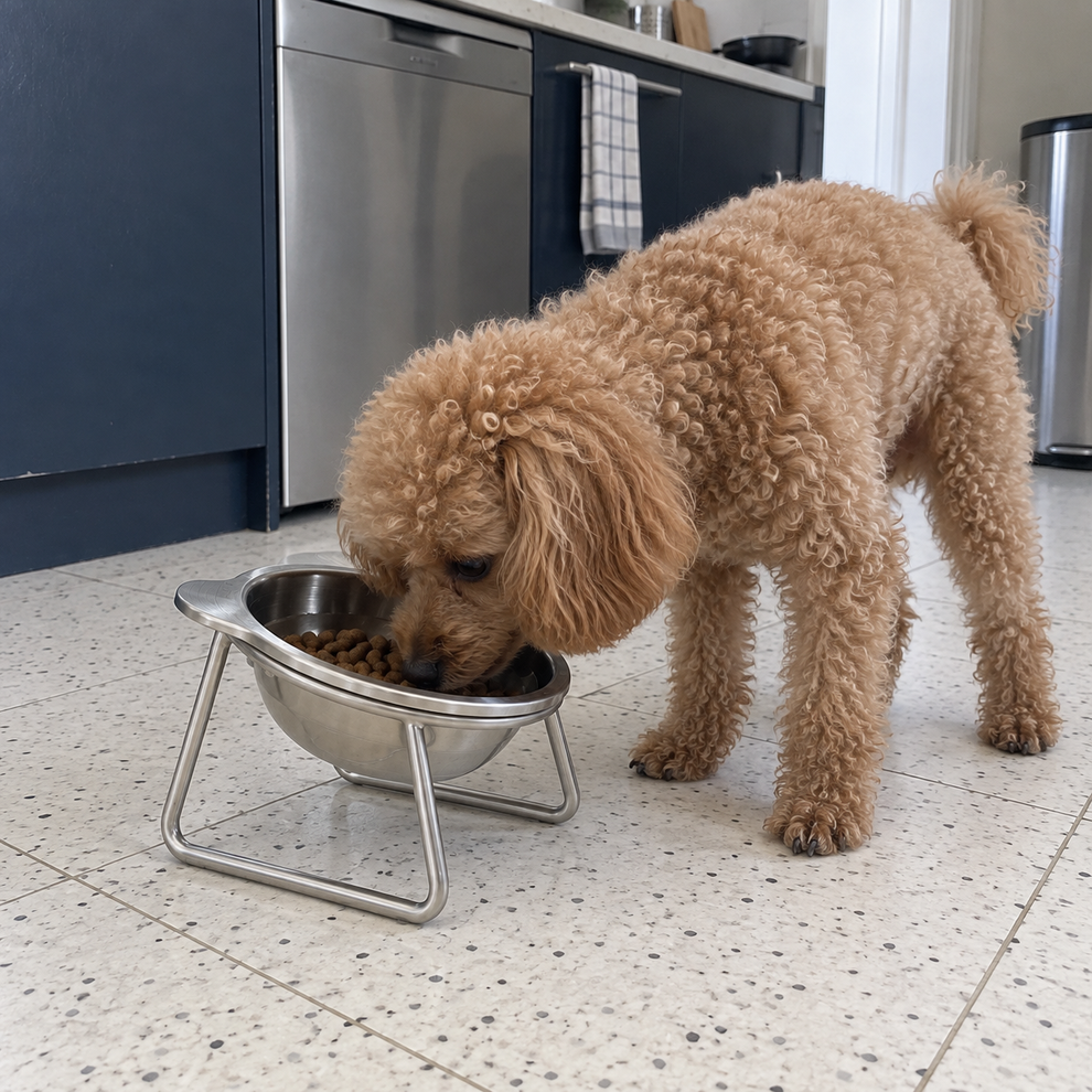 Chien avec la gamelle Nelo — photo 4