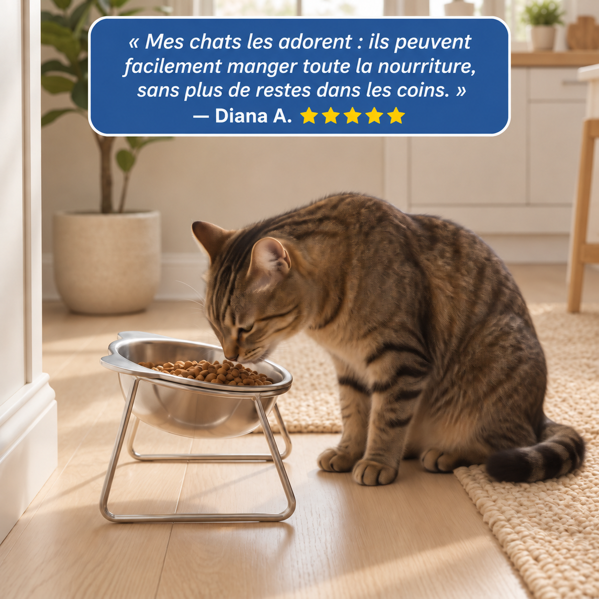 Gamelle surélevée en inox pour chat | Nelo